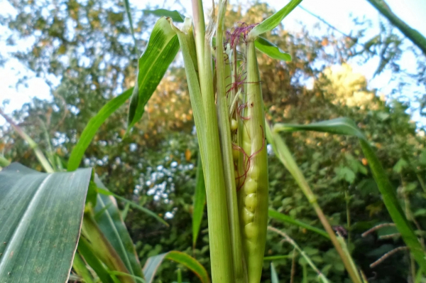 Центрально-американский центр &quot;приручения&quot; растений. &quot;Царица полей&quot; и некоторые прочие