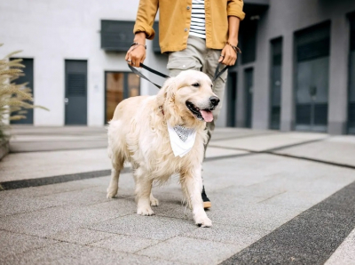 «Откуда ноги растут» у стереотипа, что в России по улицам ходят медведи